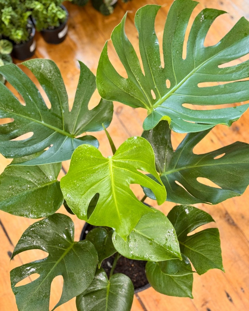 philodendron fruit salad Monstera deliciosa Fruit Salad Plant