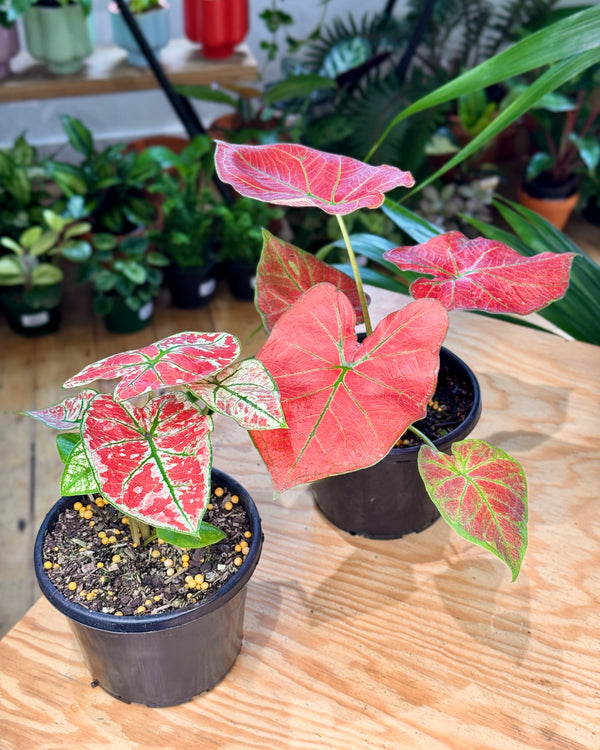 Caladium mix - Plant Daddy