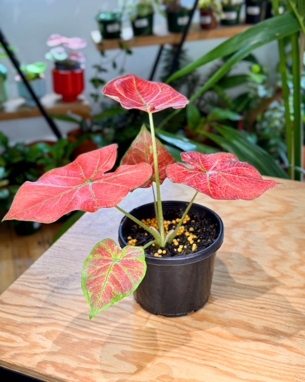 Caladium mix - Plant Daddy