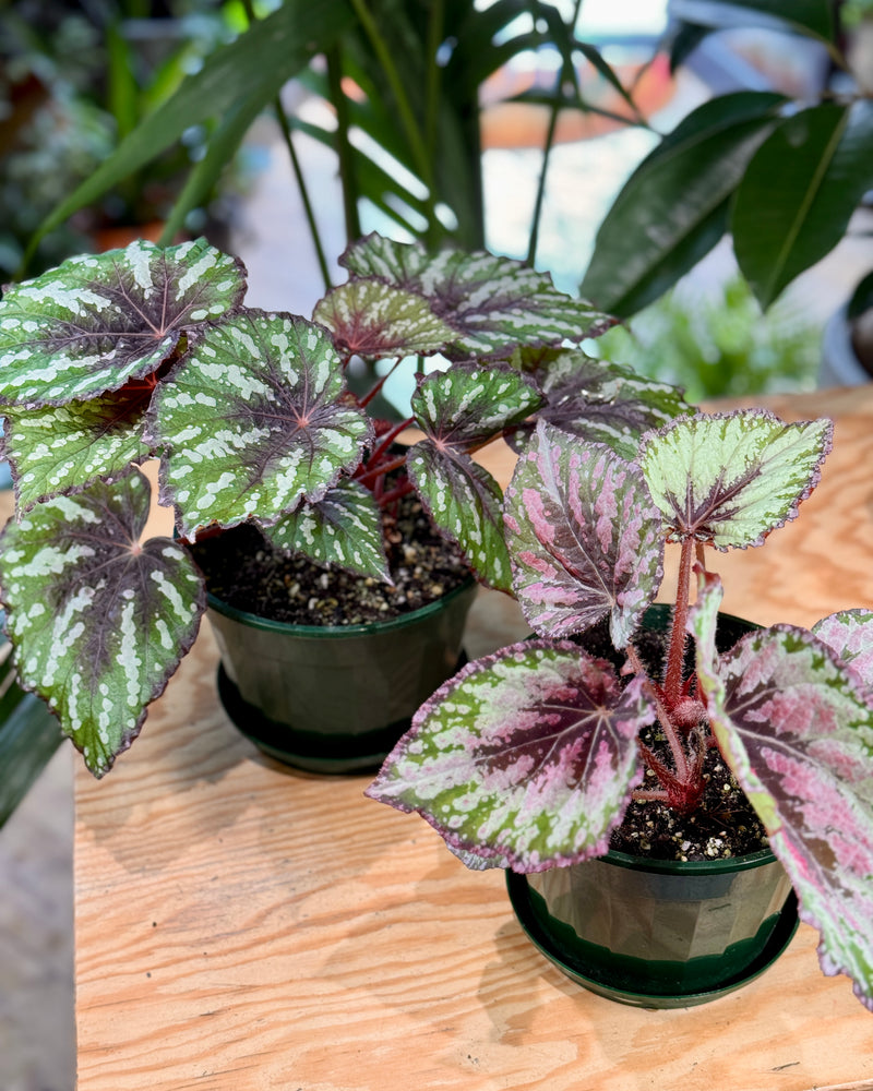 Begonia rex assorted - Plant Daddy