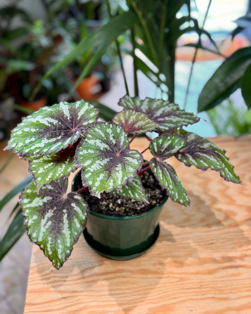 Begonia rex assorted - Plant Daddy