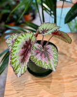 Begonia rex assorted - Plant Daddy