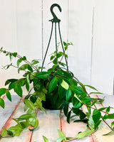 Aeschynanthus (lipstick plant)