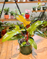 Philodendron 'Sayaka' - Plant Daddy