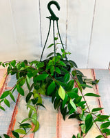 Aeschynanthus (lipstick plant)
