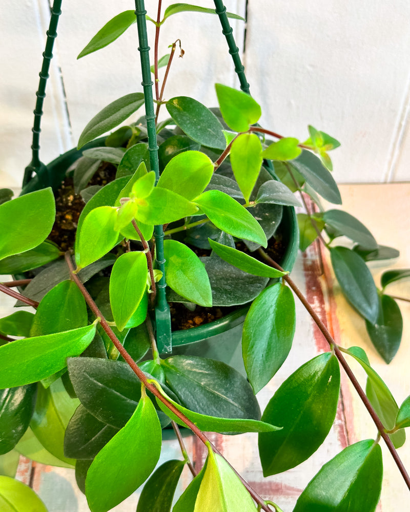 Aeschynanthus (lipstick plant)