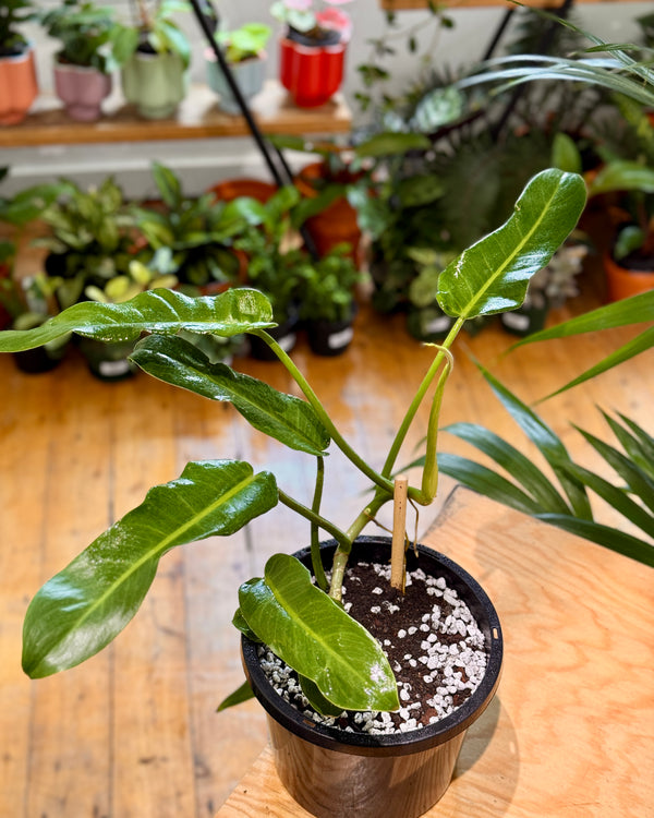 Philodendron 'Jerry Horne' - Plant Daddy