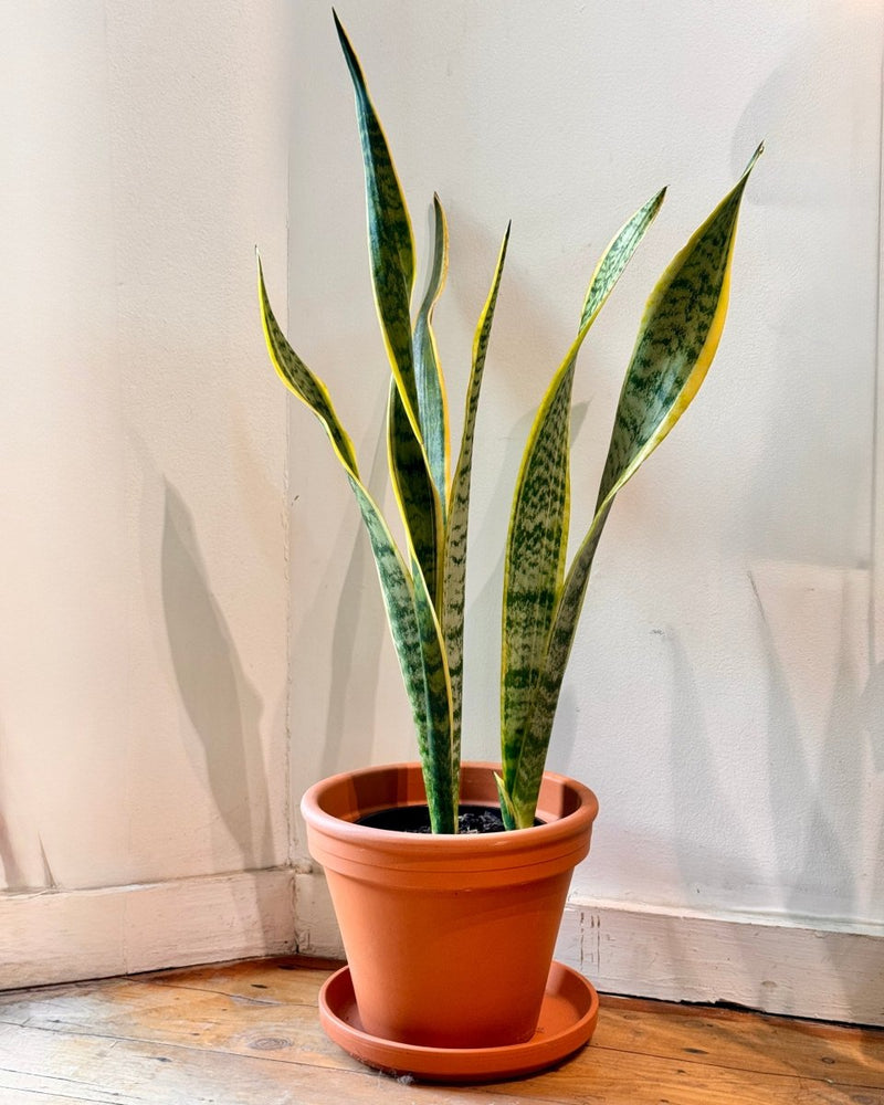 Sansevieria trifasciata 'Laurentii' (Snake plant)