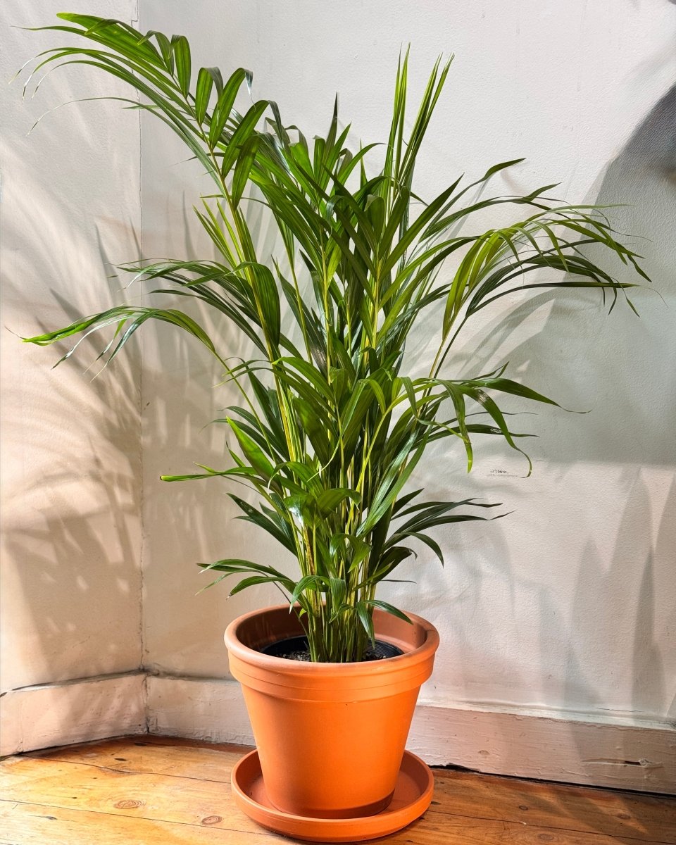 gold palm plant Dypsis lutescens (Golden Cane Palm)