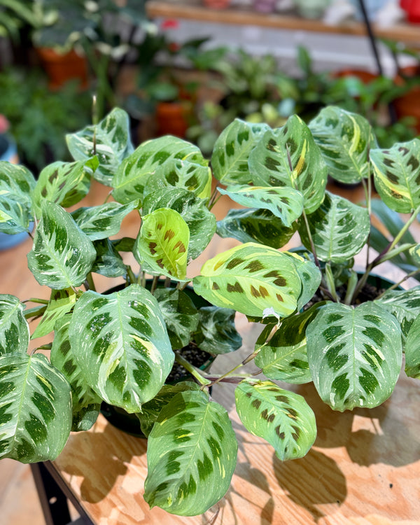 Maranta leuconeura ‘Variegata’ - Plant Daddy