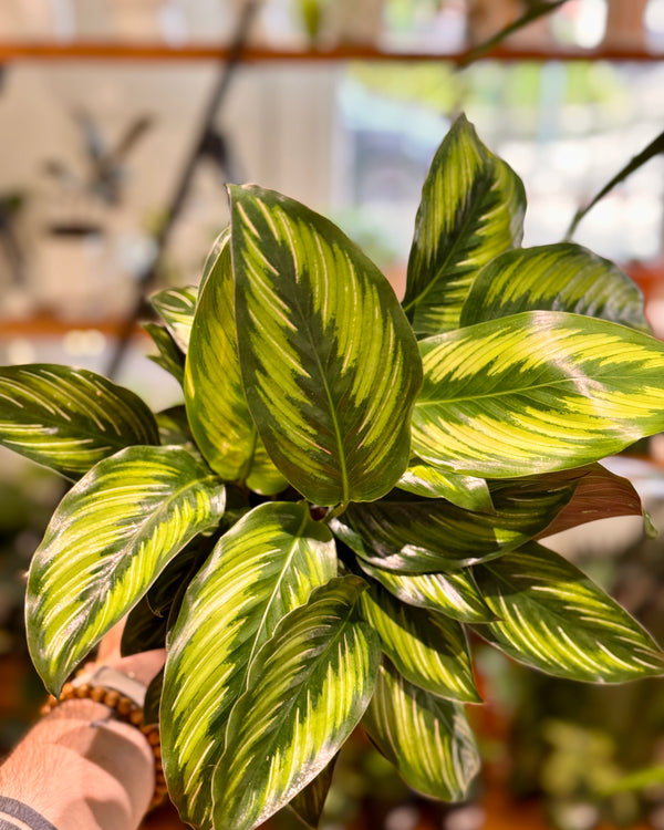 Calathea ornata 'Beauty Star' - Plant Daddy