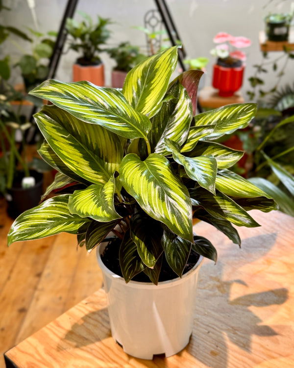 Calathea ornata 'Beauty Star' - Plant Daddy