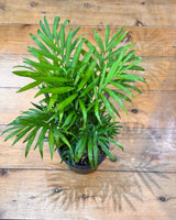 Chamaedorea elegans (Parlour Palm) - Plant Daddy