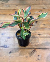 Peperomia clusiifolia ‘Jelly’ - Plant Daddy