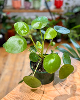 Pilea peperomiodes (Chinese Money Plant) - Plant Daddy