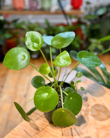 Pilea peperomiodes (Chinese Money Plant) - Plant Daddy