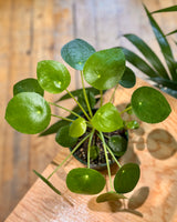 Pilea peperomiodes (Chinese Money Plant) - Plant Daddy