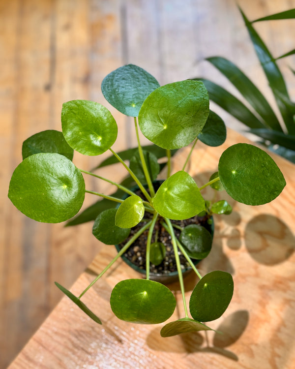 Pilea peperomiodes (Chinese Money Plant) - Plant Daddy