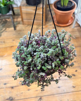 Callisia repens ‘Pink Lady’ - Plant Daddy