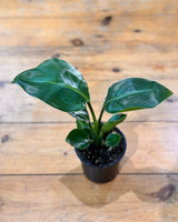 Strelitzia nicolai (Giant Bird of Paradise) - Plant Daddy