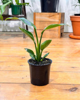 Strelitzia nicolai (Giant Bird of Paradise) - Plant Daddy