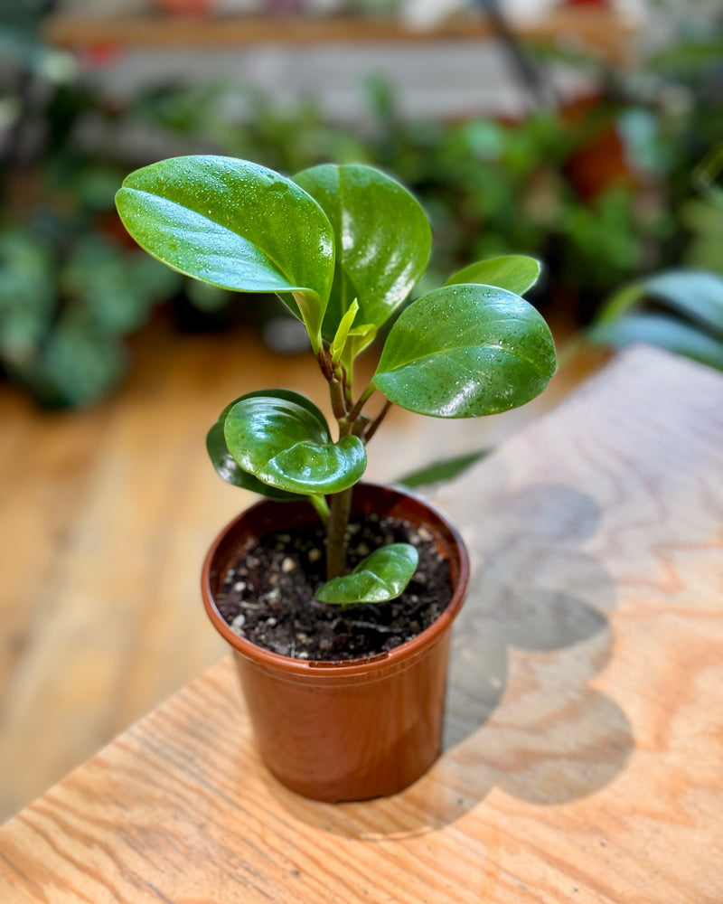 Peperomia obtusifolia 'Jade' - Plant Daddy