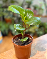 Peperomia obtusifolia 'Jade' - Plant Daddy