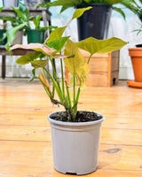Syngonium ’Pink Margarita' - Plant Daddy