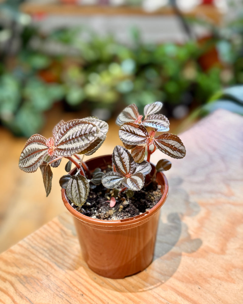 Pilea Involucrata 'Norfolk' - Plant Daddy