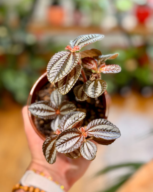 Pilea Involucrata 'Norfolk' - Plant Daddy