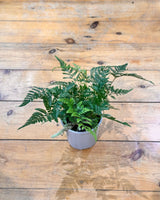 Davallia fejeensis (Rabbits Foot Fern) - Plant Daddy