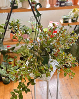 Nematanthus 'Sao Paulo' (Gold Fish Plant) - Plant Daddy
