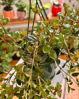 Nematanthus 'Sao Paulo' (Gold Fish Plant) - Plant Daddy