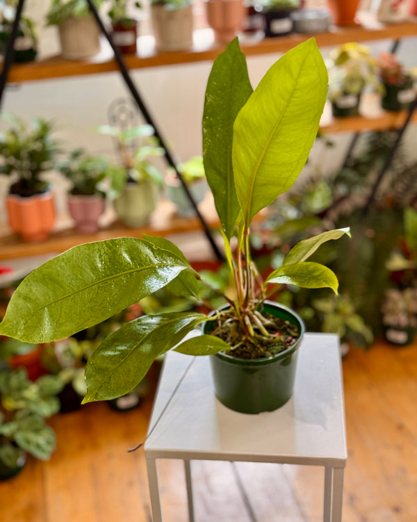 Anthurium 'Cecile' - Plant Daddy