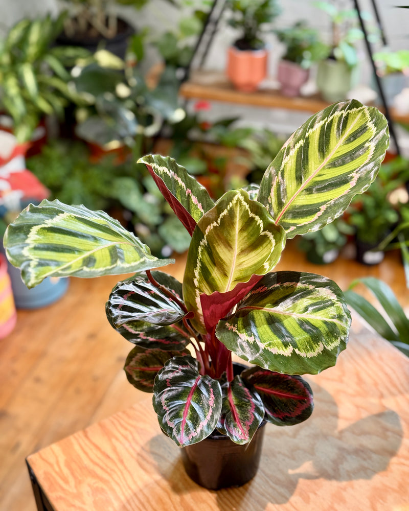 Calathea Illustris - Plant Daddy