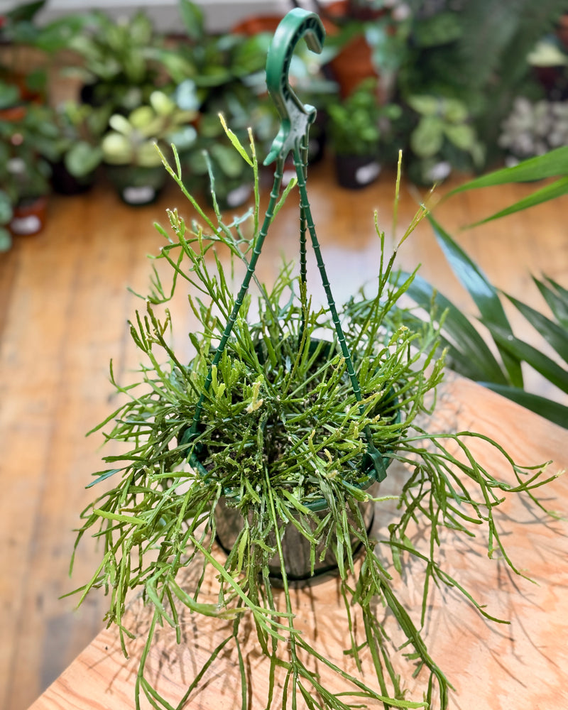 Rhipsalis ewaldiana - Plant Daddy