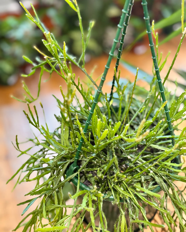 Rhipsalis ewaldiana - Plant Daddy