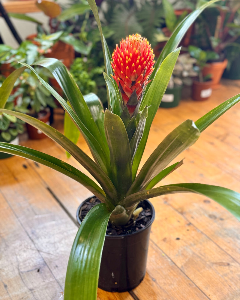 Guzmania (Bromeliad) - Plant Daddy