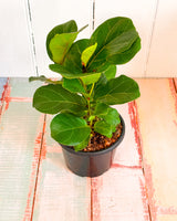 Ficus Lyrata Bambino