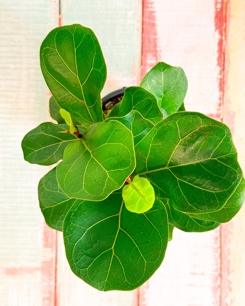 Ficus Lyrata Bambino