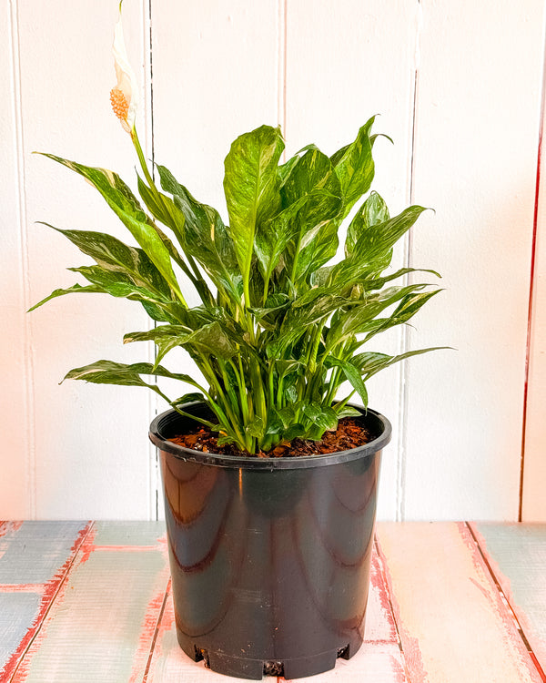 Peace Lily Domino (Spathiphyllum)