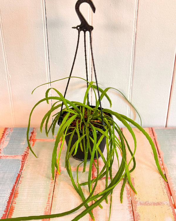 Lepismium Bolivianum