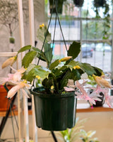 Zygo Cactus (Christmas Cactus) - Plant Daddy