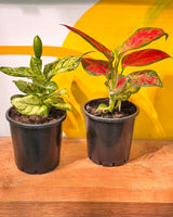 Aglaonema mix - Easy Care plant - Plant Daddy