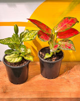 Aglaonema mix - Easy Care plant - Plant Daddy