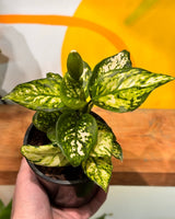 Aglaonema mix - Easy Care plant - Plant Daddy
