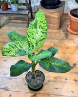 Dieffenbachia ‘Mars’ - Plant Daddy