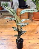 Calathea Goeppertia majestica 'White Star' - Plant Daddy