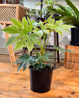 Fatsia japonica ‘Spider's Web’ - Plant Daddy