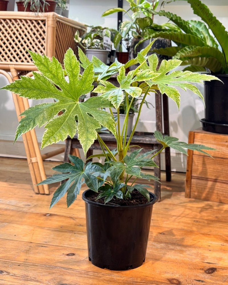 fatsia spider web plant care indoor Fatsia japonica 'Spider's Web'